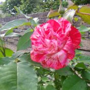 西12丁目のバラ オレンジスプラッシュ