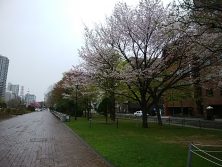 12丁目カスミザクラ