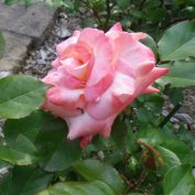 西12丁目のバラ