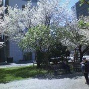 西１２丁目のカスミザクラ