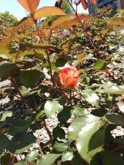 サンクガーデンのバラ４