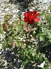 サンクガーデンのバラ１