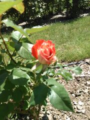 サンクガーデンのバラ３