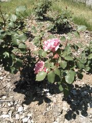 サンクガーデンのバラ２