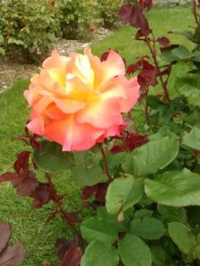 ２０１６．６．１６　12丁目３