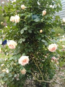 2016．6.16　12丁目２