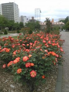 ２０１６．6.16　12丁目５