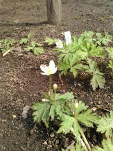 5丁目４．２６　ニリンソウ