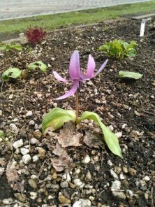 6丁目４．２６カタクリ