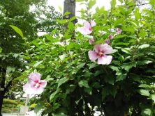 2017726　西6　ムクゲ