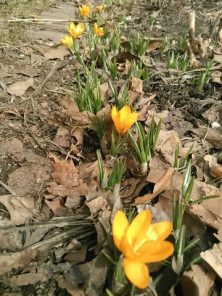 2018328　西2　クロッカス3