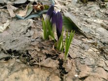 2018328　西2　クロッカス1