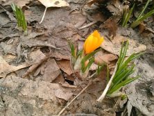 2018328　西2　クロッカス2