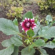 西1　南側高台の濃ピンクのダリアの花