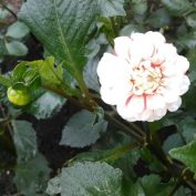 西1南側高台の白花ダリアの花