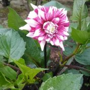 西1丁目南側高台の白とピンクの２色咲きのダリア