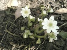 ミスミ草、別名雪割草の写真