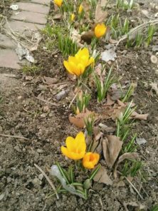 西2丁目クロッカスの画像