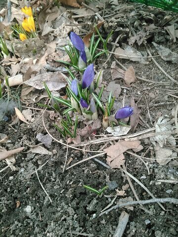 西2丁目クロッカスの画像