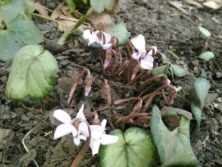 5丁目シクラメンの画像