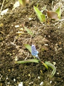 西3丁目円花壇　ムスカリの画像