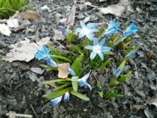 西5北東花壇チオノドクサの画像