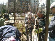 4月10日のバラボランティア1