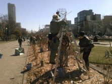 4月10日のバラボランティア2