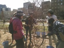 4月10日のバラボランティア4