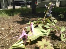 西3丁目カタクリの画像