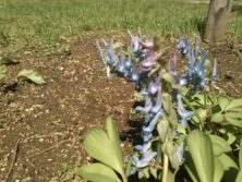 西3丁目エゾエンゴサクの画像