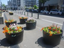 1丁目の寄せ植えの樽