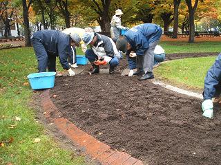 チューリップ球根植込み