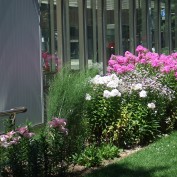 2015.8.1 2丁目ボーダー花壇