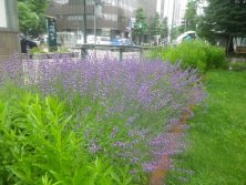 2丁目ラベンダー