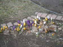 ２丁目西ボーダー花壇