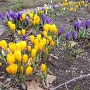 2丁目西側ボーダー花壇