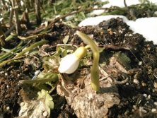 3丁目スノードロップ