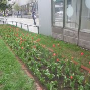 1丁目チューリップ