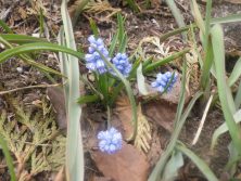 ３丁目ムスカリ