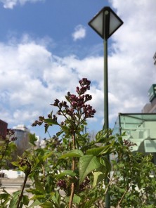 ３丁目ライラック