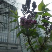 ４丁目ライラック