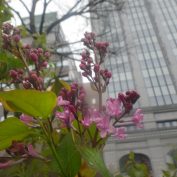 ４丁目ライラック４