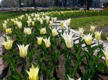 ６丁目チューリップ