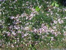 7丁目サトザクラの花びら