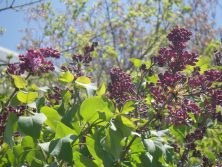 ライラックが咲き始めています。