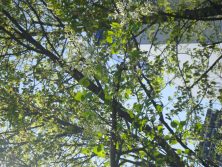 白ライラックも咲きはじめています