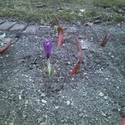 2丁目のクロッカス