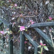 エゾムラサキツツジ