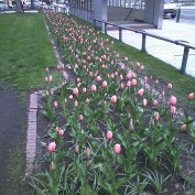２丁目のチューリップ